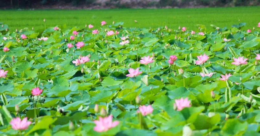 Vay tiền nhanh tại Đồng Tháp được sự quan tâm của nhiều người dân